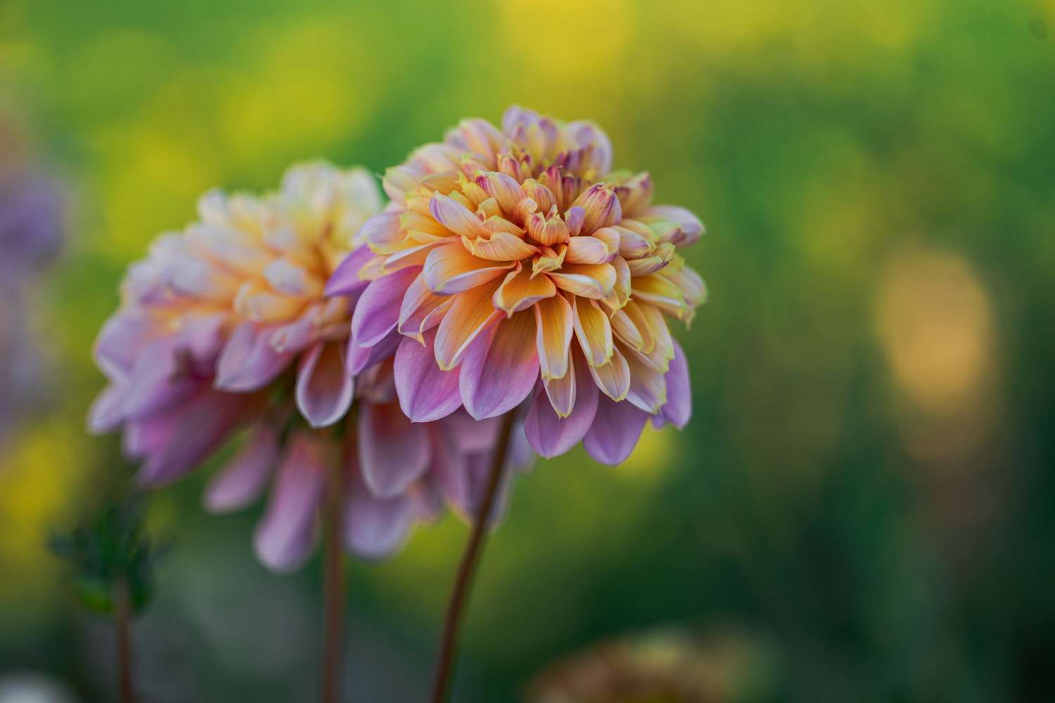 Dahlia 'Life style'
